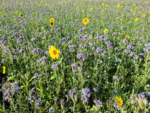 Sonnenblumen im Sonnenblumenfeld in Dortmund, Deutschland