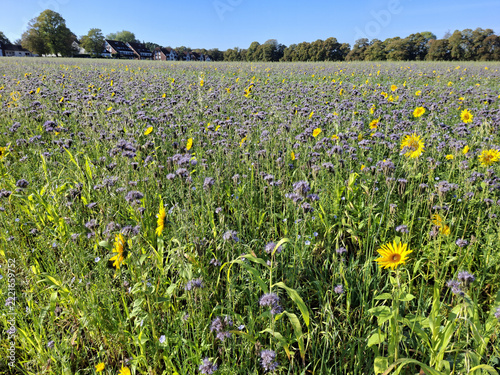 Sonnenblumen im Sonnenblumenfeld in Dortmund, Deutschland