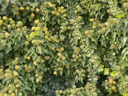 Green ivy plant leaves and flowers natural background texture