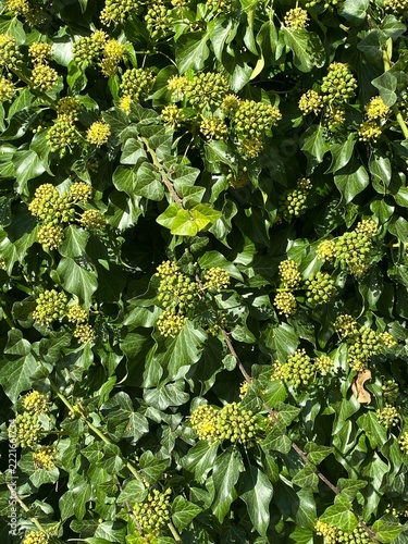 Green ivy plant leaves and flowers natural background texture