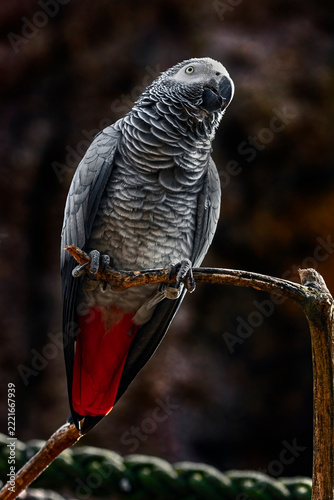 African grey parrot on the knot. Latin name - Psittacus erithacus	
