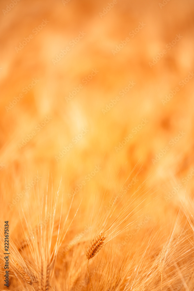 Fototapeta premium Premium quality barley crop ready for harvest in agricultural field. Concept of grain production, farming industry and global food supply.