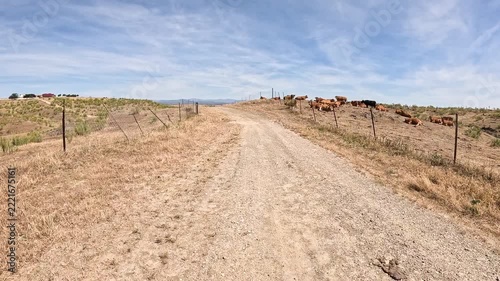 Via de la Plata, dirt road through a rural landscape with grazing cows near Galisteo, province of Caceres, Extremadura, Spain