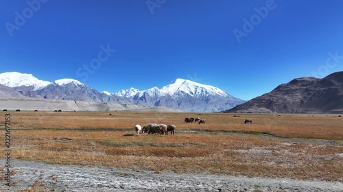 flocks of sheep grazing on the grassland under snow mountains in pamir plateau