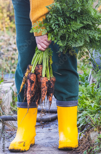 a bunch of ripe carrots in the hands of a woman in yellow rubber boots