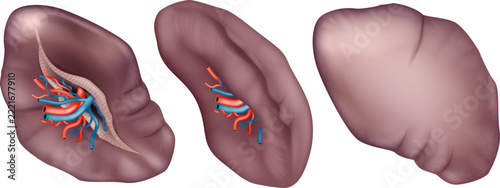 Realistic three-dimensional medical illustration of the human spleen presented in multiple anatomical views, including the visceral surface with the splenic hilum and branching blood vessels, a side v
