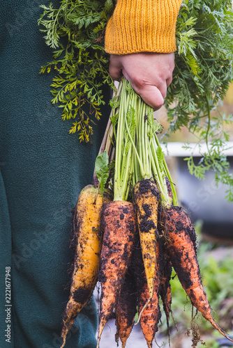 a bunch of ripe carrots in the hands of a woman in yellow rubber boots