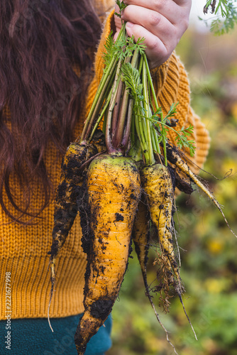 a bunch of ripe carrots in the hands of a woman in yellow rubber boots