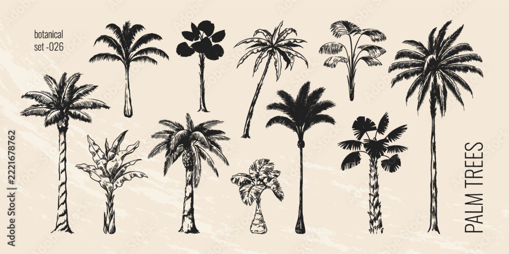 Fototapeta premium Vintage palm tree. Hand drawn tropic sketch style, black and white coconut plant leaf. Summer jungle beach. Vacation travel resort monochrome botanical isolated vector set for nature design
