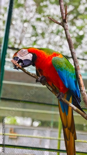 Colorful scarlet macaw parrot perched on tree branch chewing wood outdoors in natural light background
