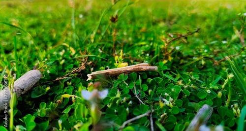 Close up low angle view of vibrant green grass lawn with small twigs in natural sunlight