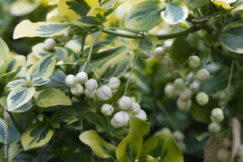 Close up of Euonymus fortunei shrub with variegated green and yellow leaves and white berries