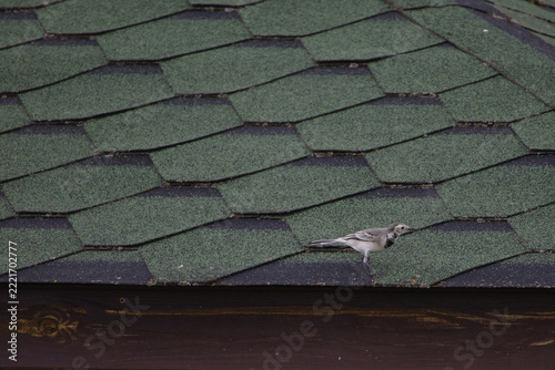 A white wagtail bird standing on a textured green shingle roof of a wooden building structure