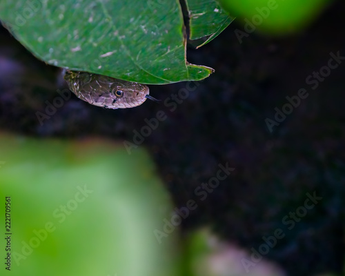 A checkered keel back snake