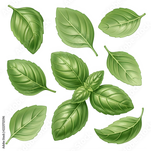 A collection of green basil leaves
