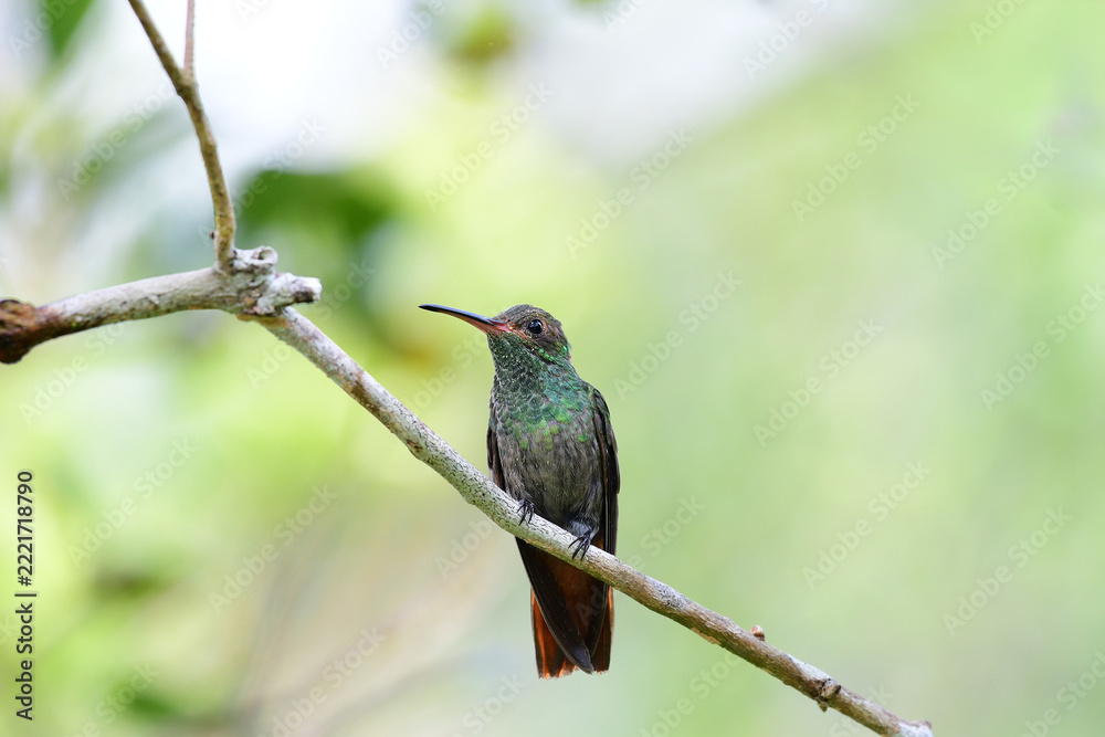 Fototapeta premium View of a beautiful Rufous-tailed Hummingbird (Amazilia tzacatl) perched on a tree branch.