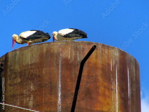 Pair of white storks resting on top of rusted water tower outdoors