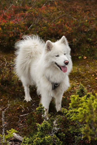 Fotografie Samoyed dogs are most often white, double-layer coat, which is naturally dirt-repellent