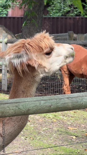 Close up of a cute alpaca eating green leaves at a petting zoo, fluffy brown and white alpaca chewing food behind a wooden fence with another alpaca in the background.