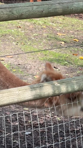 Close up of a cute alpaca eating green leaves at a petting zoo, fluffy brown and white alpaca chewing food behind a wooden fence with another alpaca in the background.