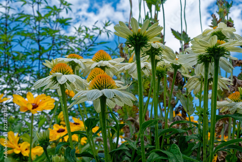 White coneflowers and Black-eyed susan in full bloom