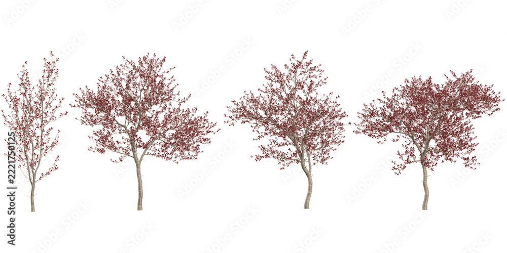 Fototapeta premium Set of Red Leaf Trees Isolated on White Background