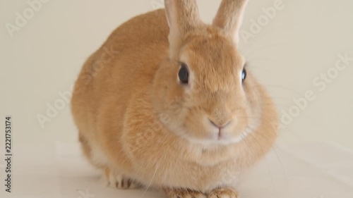 家にいる可愛いミニウサギの様子