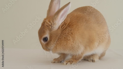 家にいる可愛いミニウサギの様子