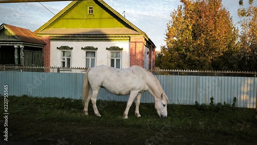   A white horse in front of a house in a rural village. 