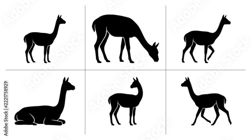 Vicuna silhouettes set with standing, grazing, walking and resting poses for nature logos and wildlife icons