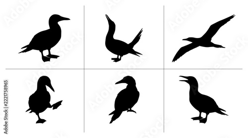 Booby bird silhouettes set with standing, walking, flying and calling poses for wildlife or nature design