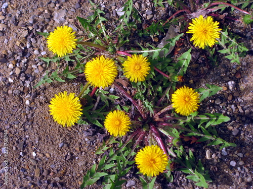 Yellow dandelion plant blooming on sandy and stony soil top view