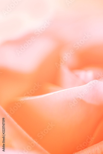 Close-up of soft peach rose petals with delicate texture and subtle color gradients, creating a serene and elegant floral composition in a blurred background