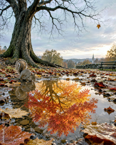 Brightly colored autumn tree reflected in a rain puddle with leaves and a squirrel