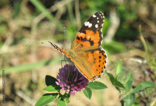 Painted lady butterfly (Vanessa cardui) on a red clover flower