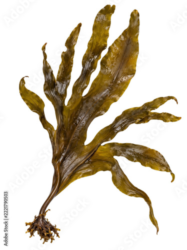 Dried brown seaweed with branching fronds