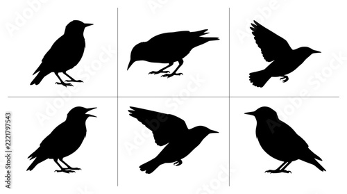 Bird silhouettes set with starlings in various poses, flying and standing for nature or wildlife design