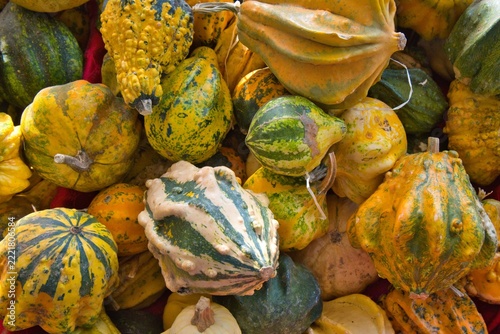 zucche colorate da decorazione
