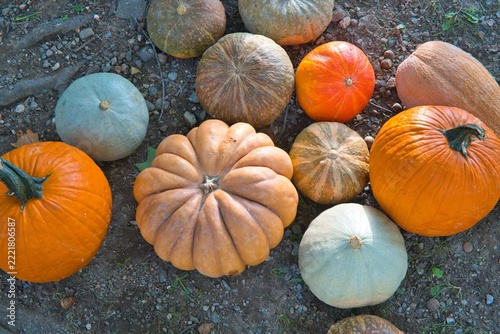 Zucche colorate di varie dimensioni