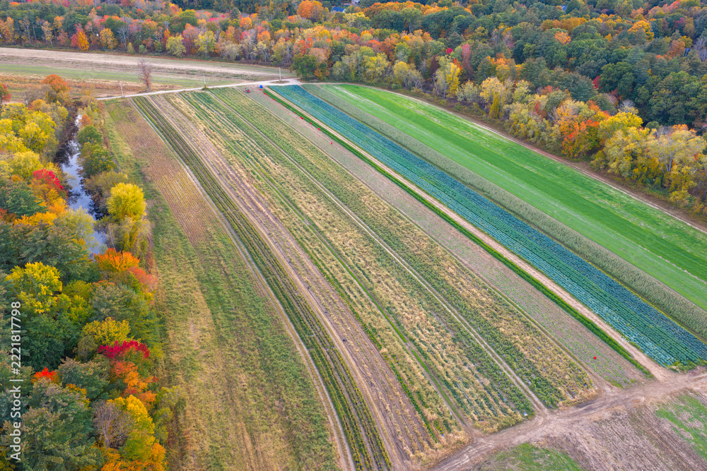 Fototapeta premium aerial view of farm field and autumn trees