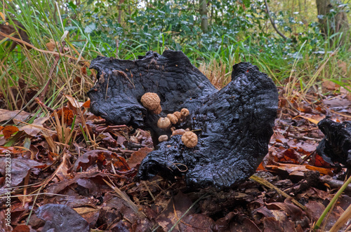 Star bearer, caps covered with powder, living like a necrotrophic parasite on a Blackening Brittlegill
