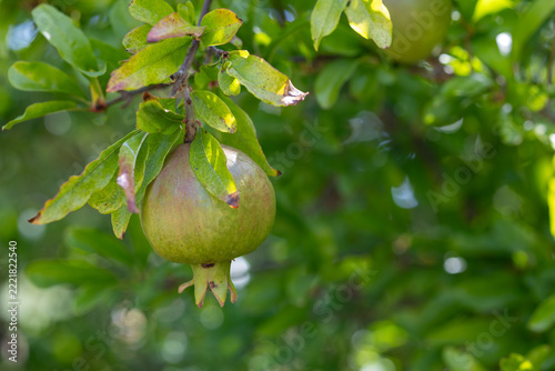 A pomegranate ripening on the branch in the garden
