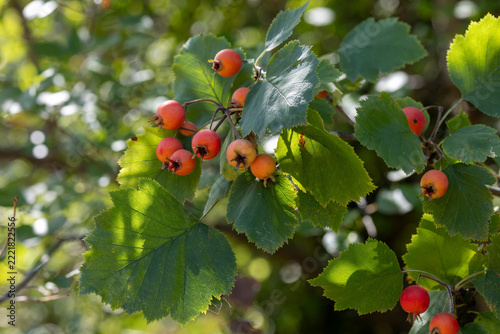 Crataegus aestivalis fruit ripening on the branch in the garden.
