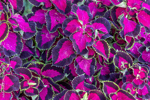 Close-up of vibrant Coleus leaves in the garden
