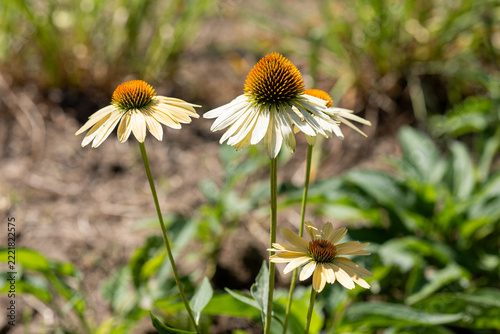 Close-up of white Echinacea flowers in the garden
