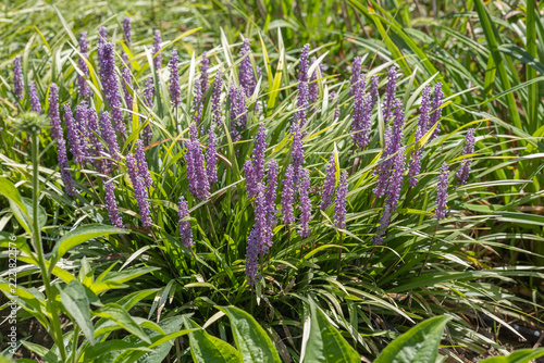 Liriope muscari flowers in a garden flowerbed
