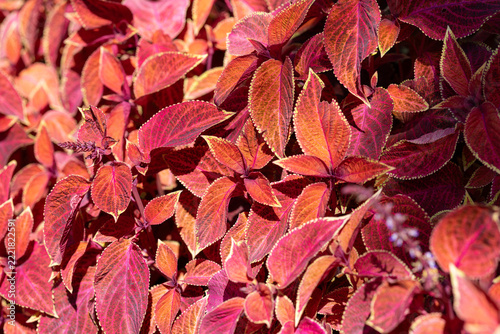 Close-up of vibrant Coleus leaves in the garden
