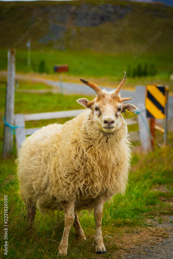 Obraz premium Close-up portrait of a four-horned (polycerate) Icelandic sheep standing beside a rural road in Iceland.