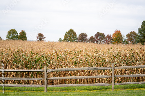 Field of corn ready for harvest under cloudy sky in autumn season