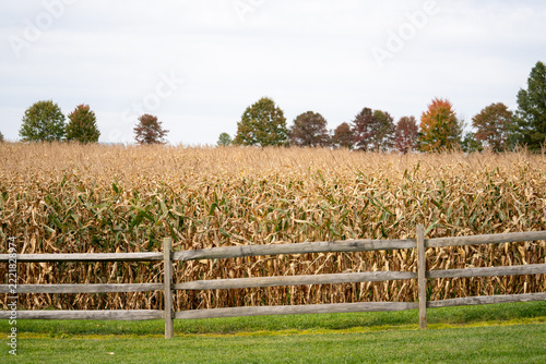 Field of corn ready for harvest under cloudy sky in autumn season
